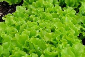 Свежие салаты круглый год в гипермаркете Вкусторг