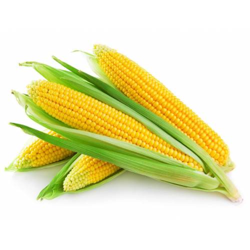 Кукуруза в пачатках