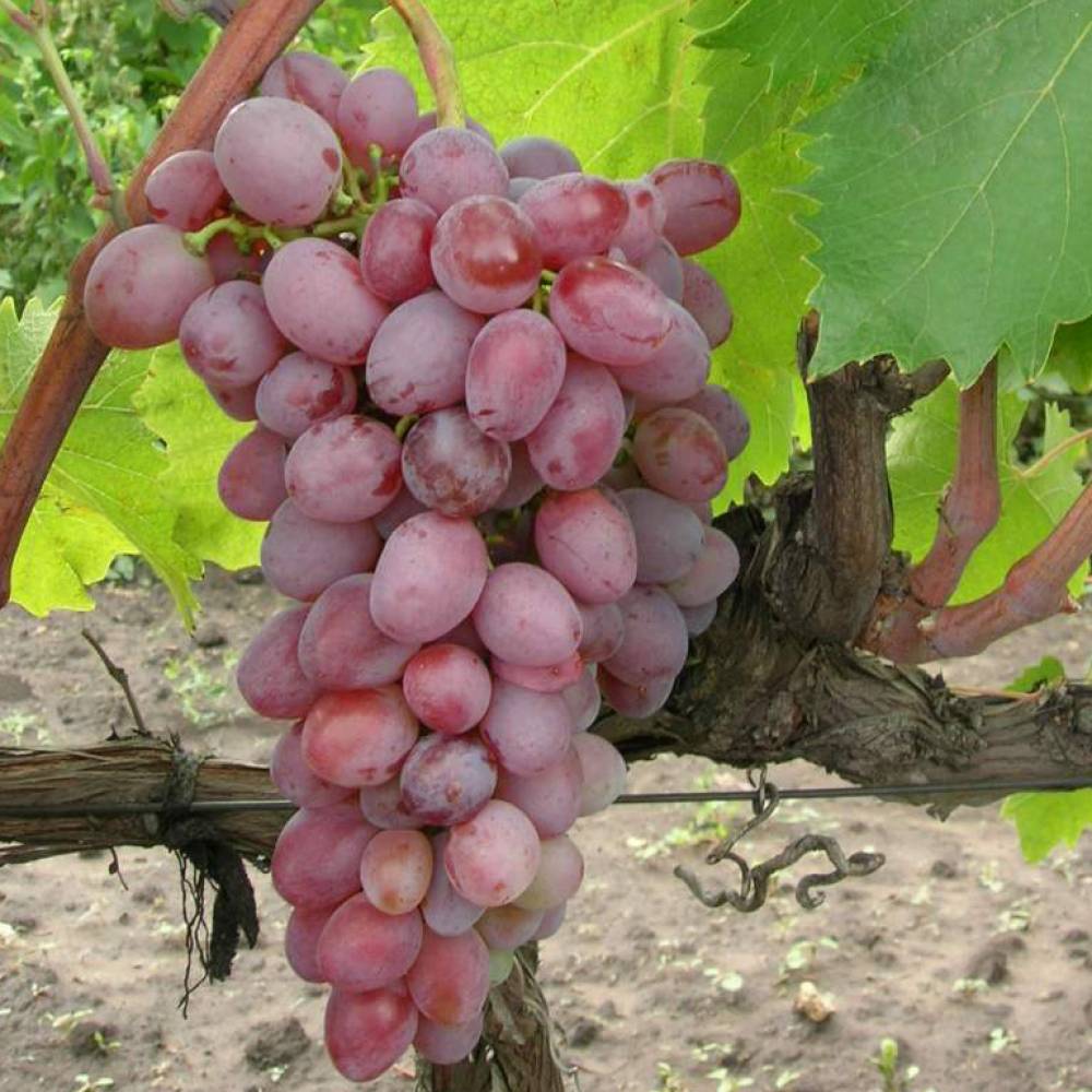 Виноград красный сорта и фото и описание