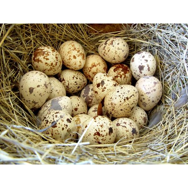 Свежие перепелиные яйца от Союза фермеров России